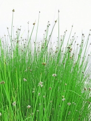 Seesimse - Scirpus lacustris